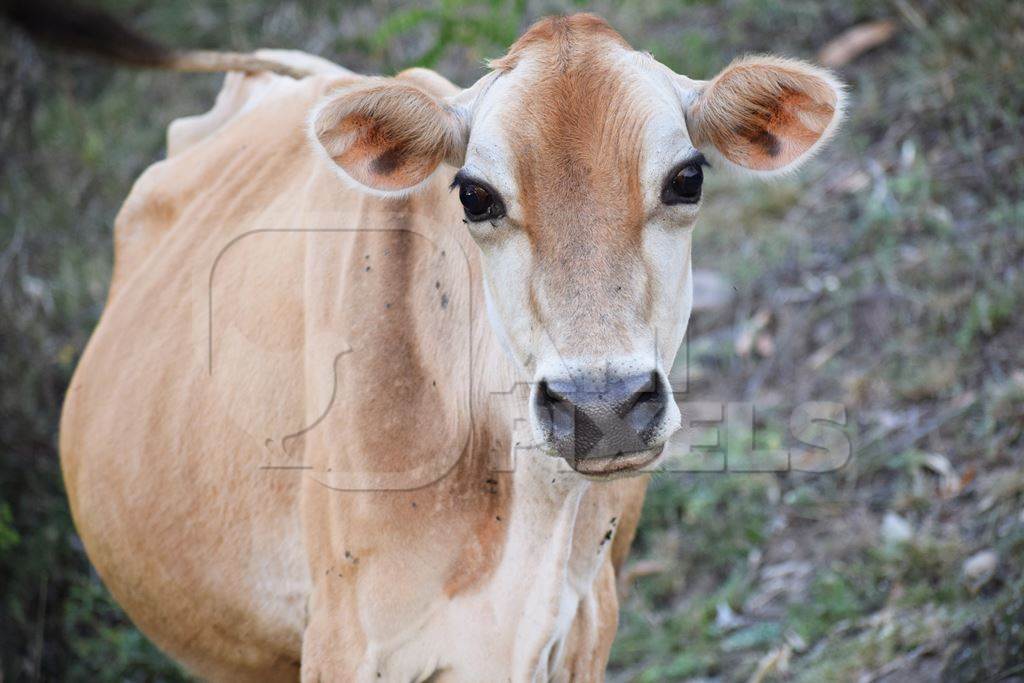 Beautiful brown pregnant dairy cow looking at camera
