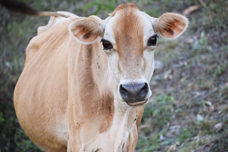 Beautiful brown pregnant dairy cow looking at camera