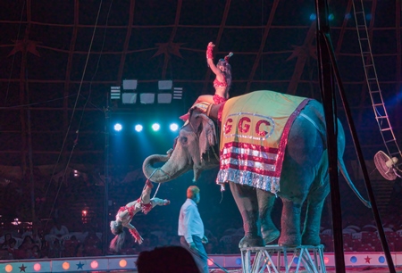 Performing elephant doing tricks with two lady acrobats at a circus in Mumbai