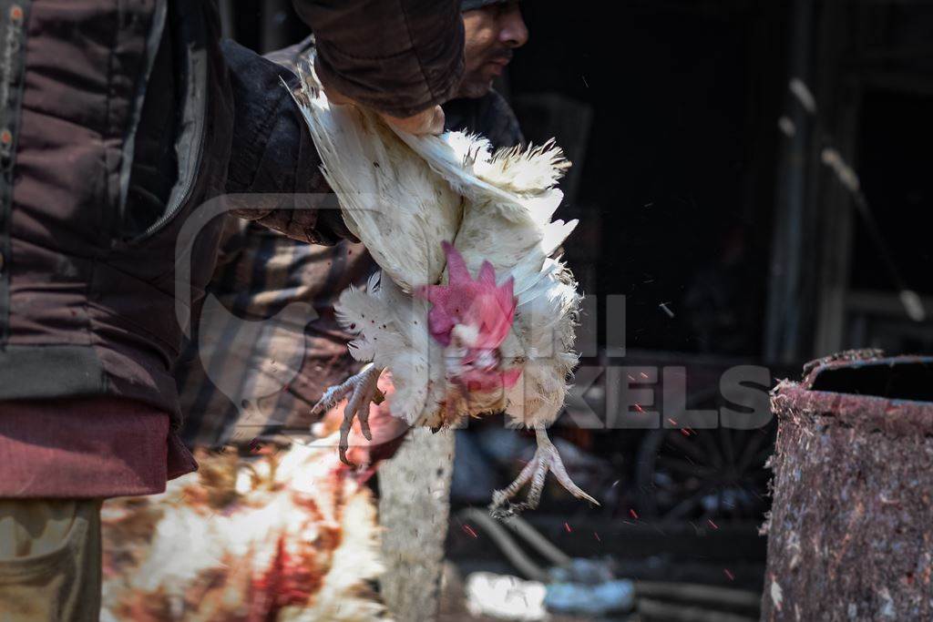 Slaughterhouse workers pull feathers out of dying chickens after cutting their throats at Ghazipur murga mandi, Ghazipur, Delhi, India, 2022