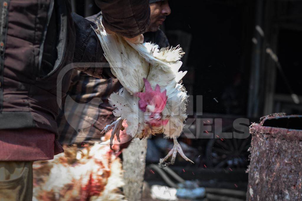 Slaughterhouse workers pull feathers out of dying chickens after cutting their throats at Ghazipur murga mandi, Ghazipur, Delhi, India, 2022