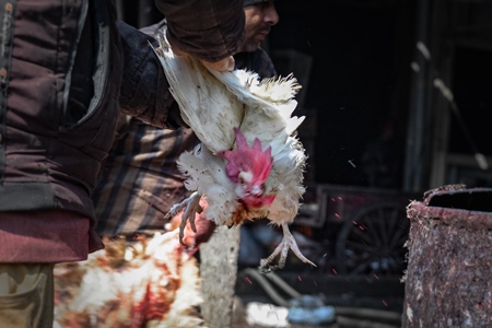 Slaughterhouse workers pull feathers out of dying chickens after cutting their throats at Ghazipur murga mandi, Ghazipur, Delhi, India, 2022