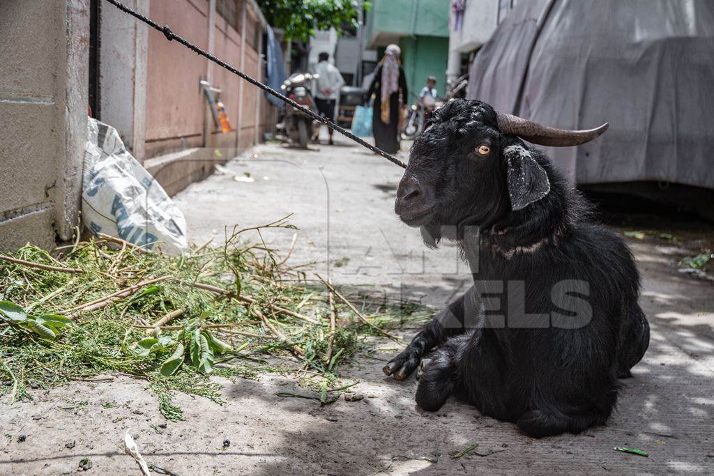 Goat to be used for Eid religious sacrifice tied up in urban city street