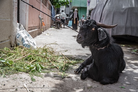 Goat to be used for Eid religious sacrifice tied up in urban city street