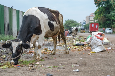 Street cows eating from the garbage pile with plastic bags on ground in urban city in Maharashtra