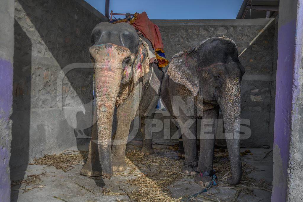 Captive Indian or Asian elephants, chained up at Hathi Gaon elephant village, Jaipur, Rajasthan, India, 2022