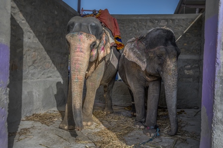 Captive Indian or Asian elephants, chained up at Hathi Gaon elephant village, Jaipur, Rajasthan, India, 2022