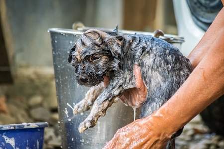 Woman giving pet puppy a bath