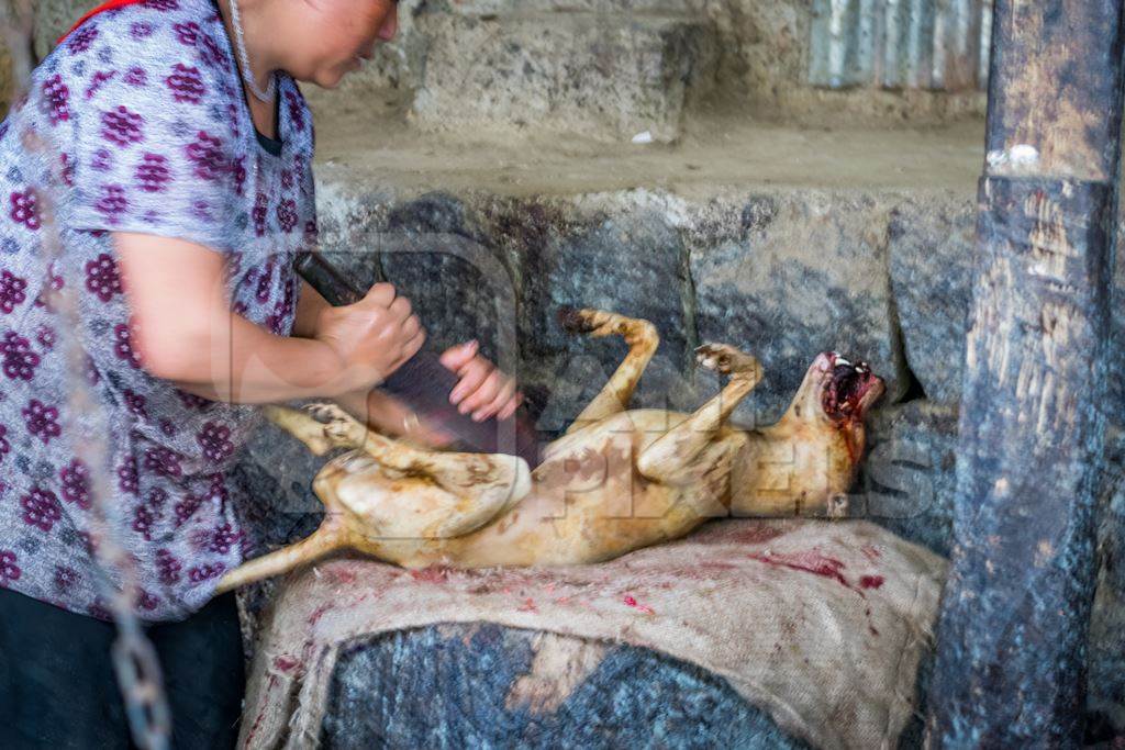 Body of a dead Indian dog slaughtered for meat at a dog meat market in Kohima, Nagaland, in the Northeast of India, 2018