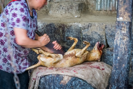 Body of a dead Indian dog slaughtered for meat at a dog meat market in Kohima, Nagaland, in the Northeast of India, 2018