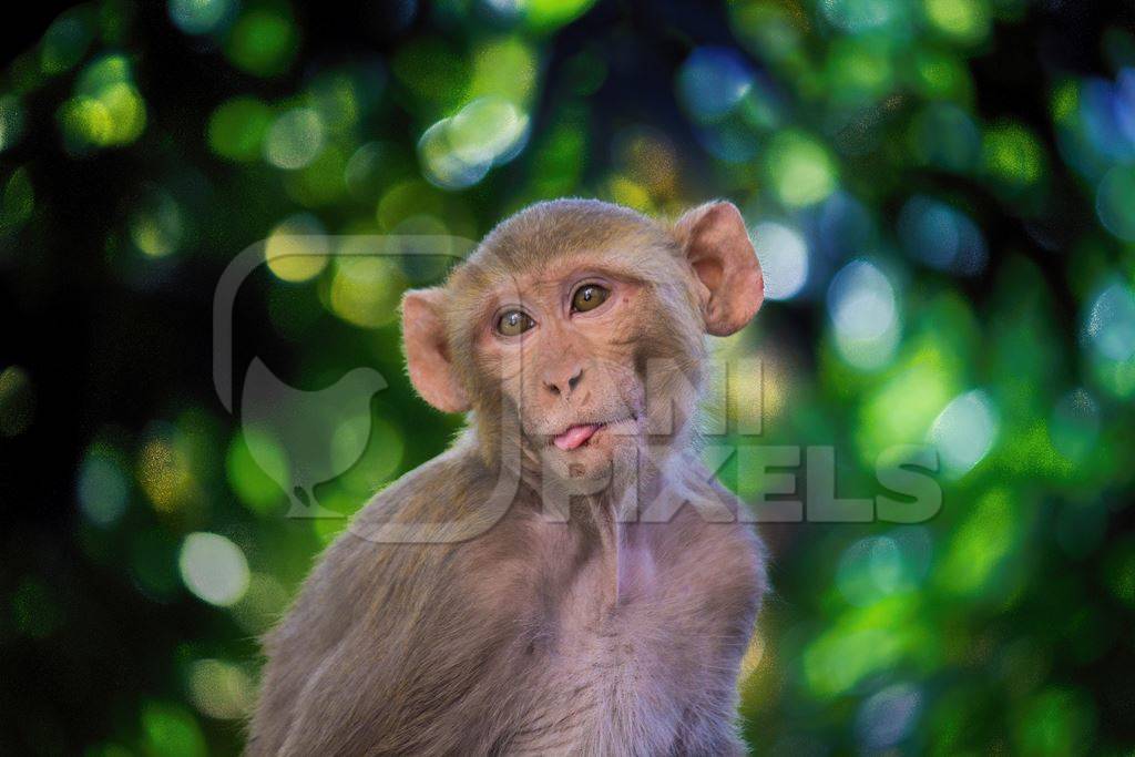 Macaque monkey sticking his tongue out
