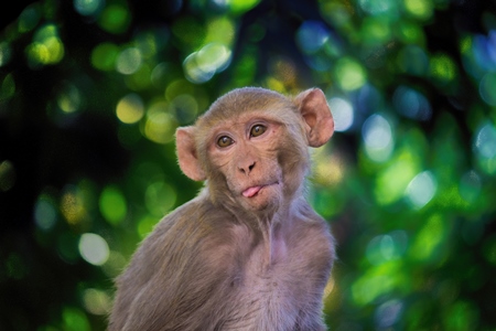 Macaque monkey sticking his tongue out