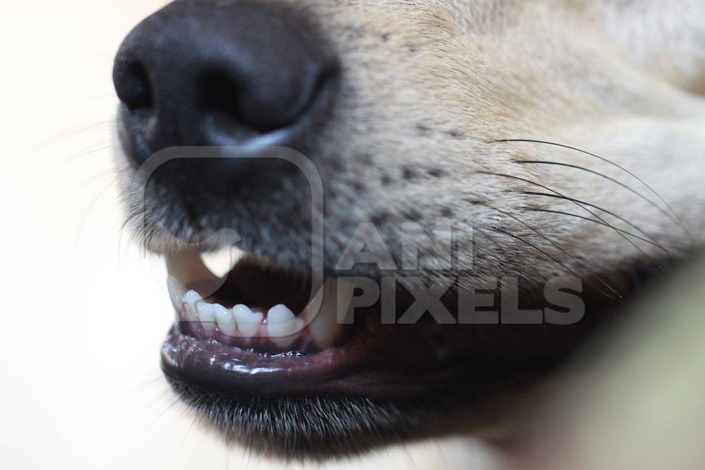 Close up of nose and teeth of white dog