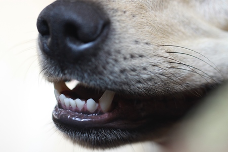 Close up of nose and teeth of white dog