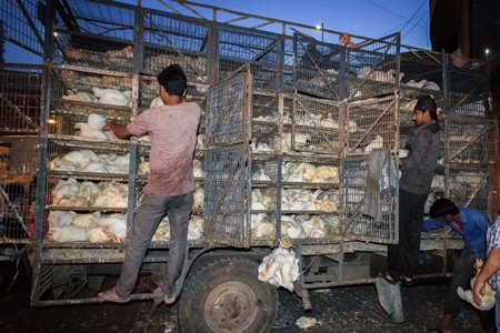 Broiler chickens raised for meat being unloaded from transport trucks near Crawford meat market