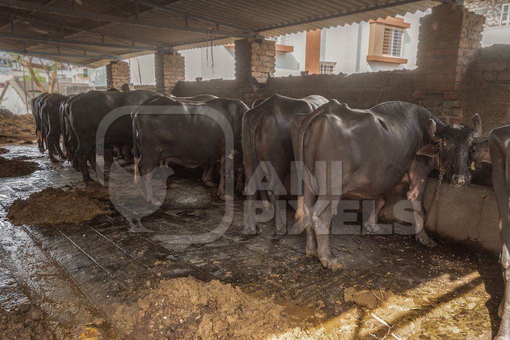 A line of farmed Indian buffaloes kept chained in a very dark and dirty buffalo shed at an urban dairy in a city in Maharashtra