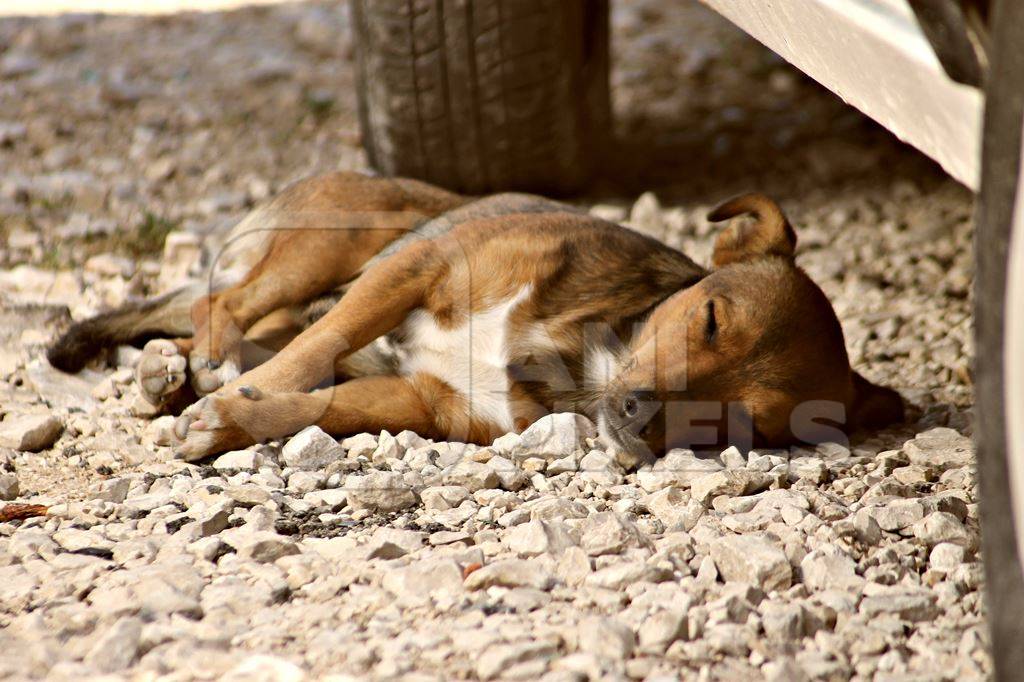 Brown street dog lying sleeping under car