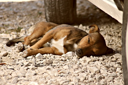 Brown street dog lying sleeping under car