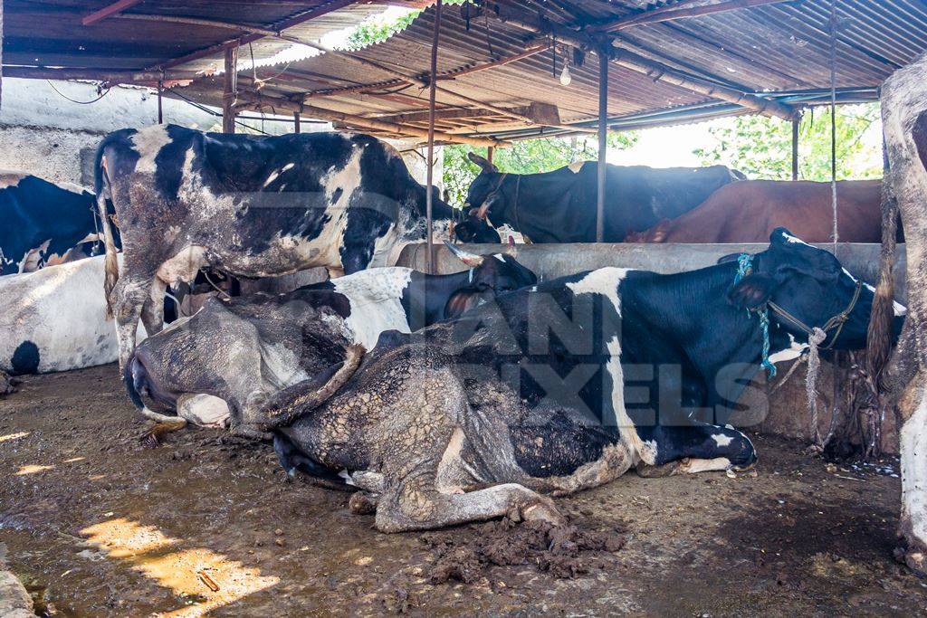 Dairy cows in a dirty stall in an urban dairy