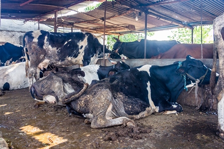 Dairy cows in a dirty stall in an urban dairy