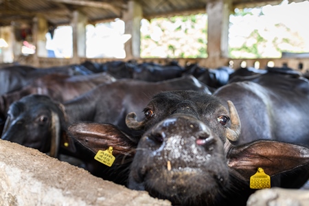 Close up of face of Indian buffalo tied up in a line in a concrete shed on an urban dairy farm or tabela, Aarey milk colony, Mumbai, India, 2023