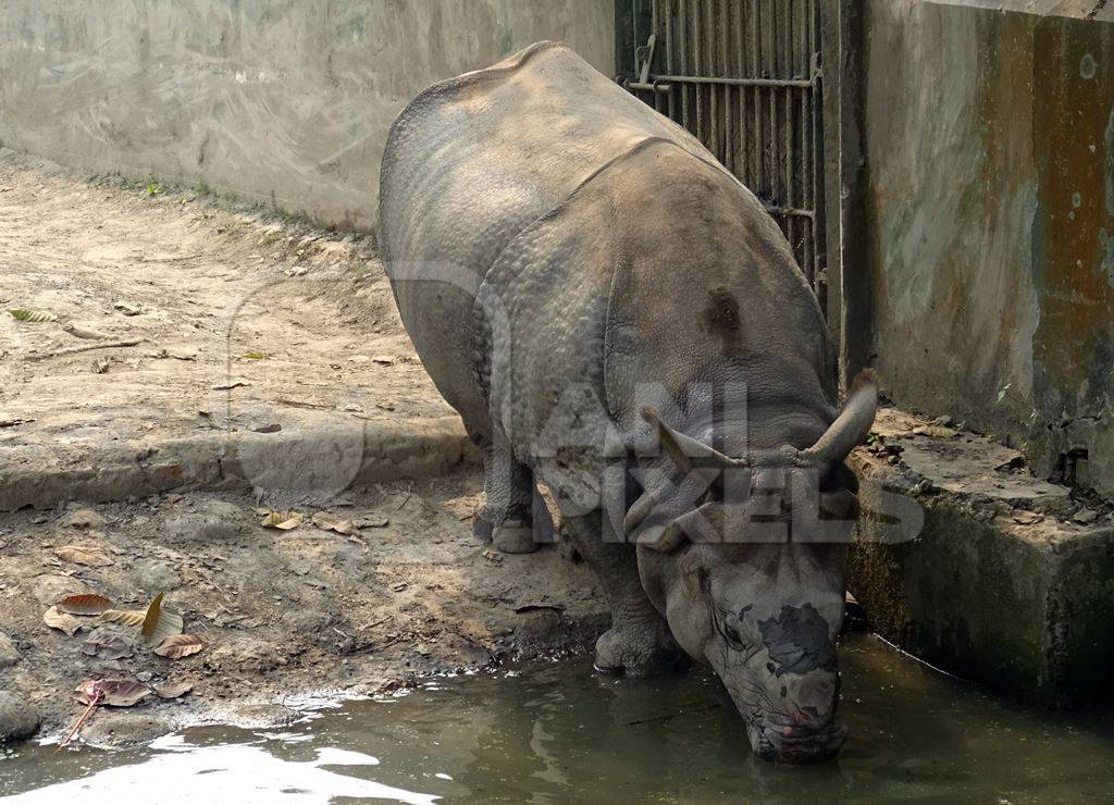 One horned Indian rhinoceros in captivity in enclosure at Kolkata zoo