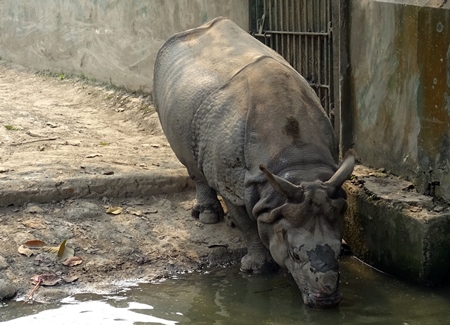 One horned Indian rhinoceros in captivity in enclosure at Kolkata zoo