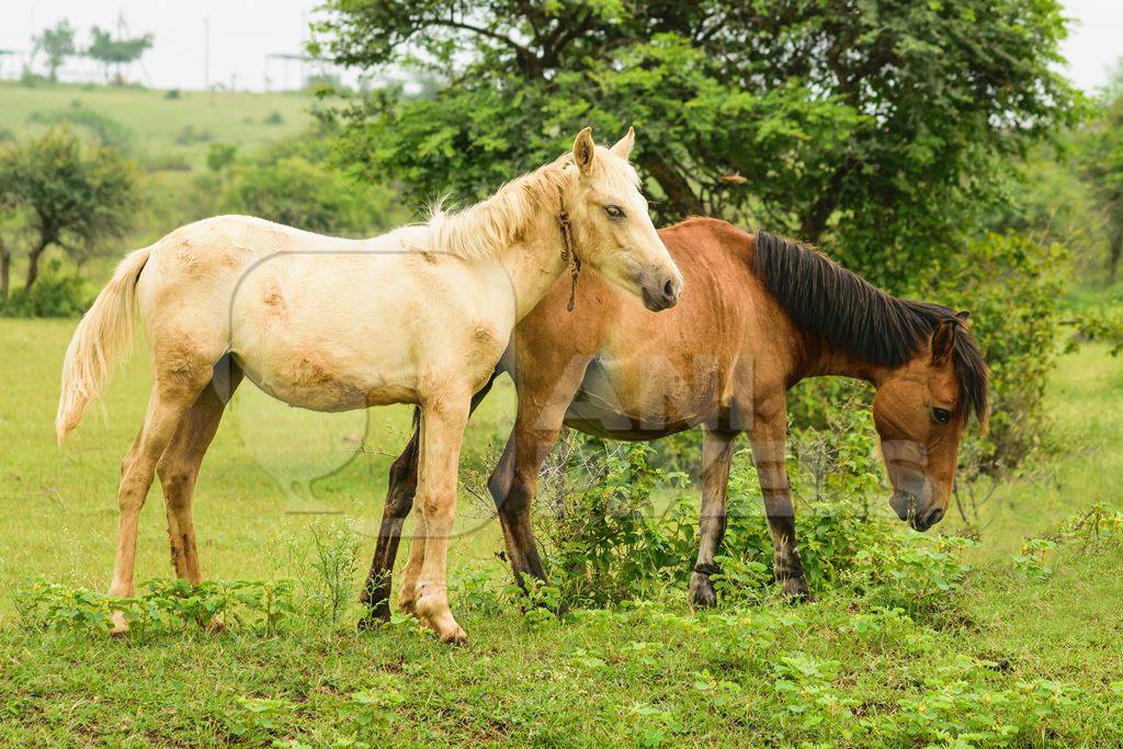 Two horses one cream one brown in a green field