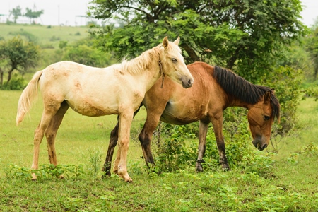 Two horses one cream one brown in a green field