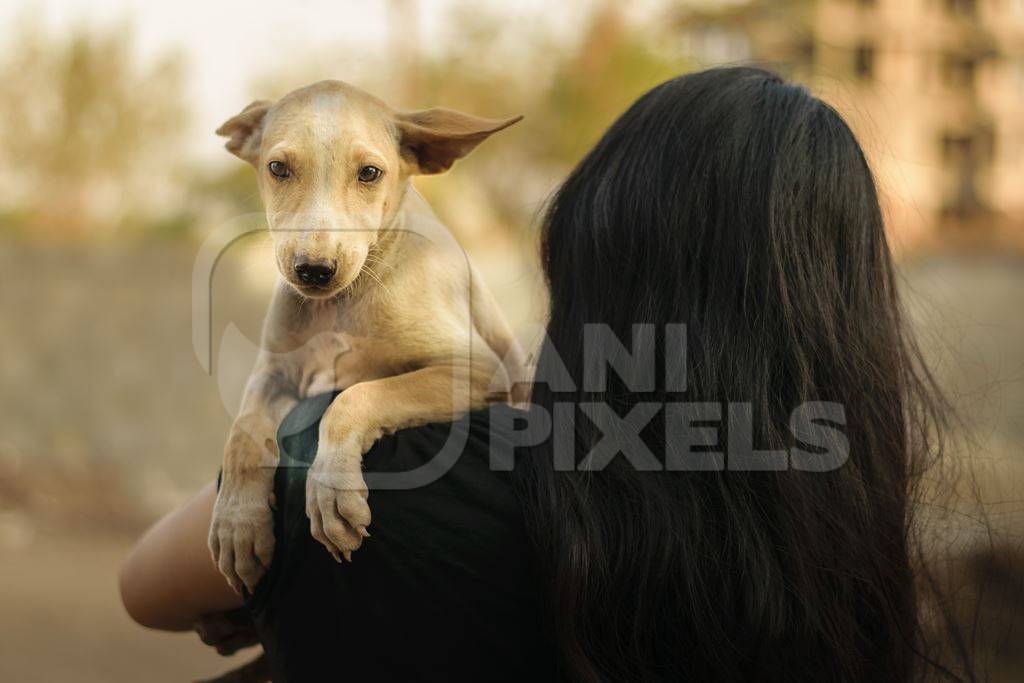 Volunteer animal rescuer girl holding a pale brown street puppy in her arms