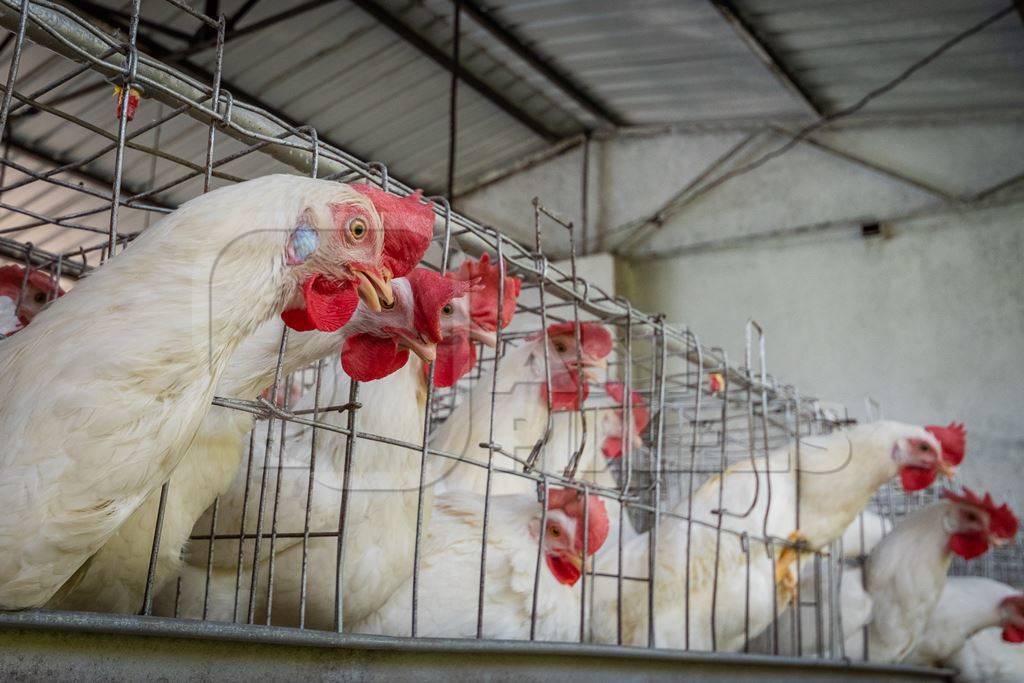 Battery cages containing three layer hens or chickens per cage on a poultry layer farm or egg farm in rural Maharashtra, India, 2021