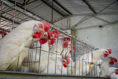 Battery cages containing three layer hens or chickens per cage on a poultry layer farm or egg farm in rural Maharashtra, India, 2021
