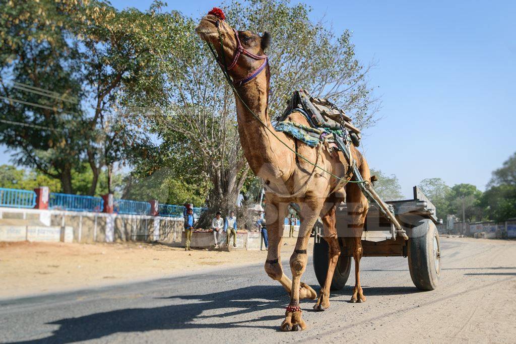 Working camel pulling cart on dusty road in Rajasthan