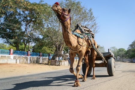 Working camel pulling cart on dusty road in Rajasthan