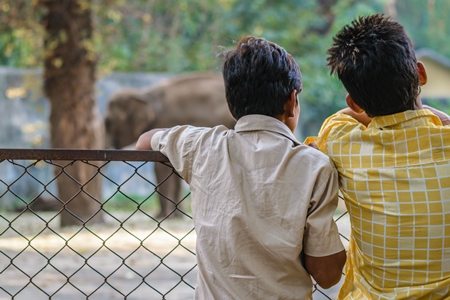 Boys watching captive elephant in enclosure at Byculla zoo