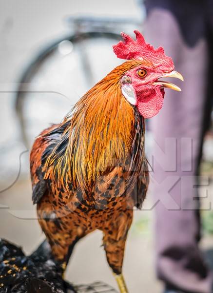Orange hen or chicken on sale at Juna Bazaar