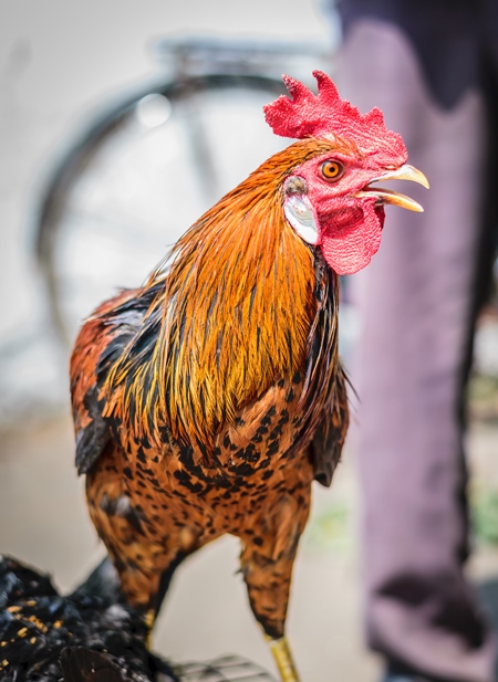 Orange hen or chicken on sale at Juna Bazaar