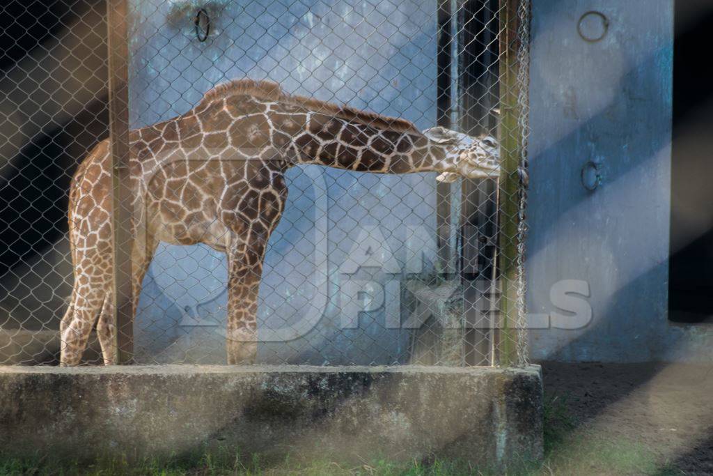 Captive giraffes in an enclosure at Patna zoo in Bihar seen through fencing