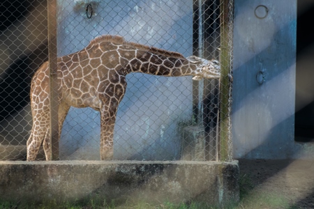 Captive giraffes in an enclosure at Patna zoo in Bihar seen through fencing