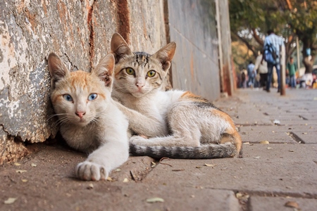 Small cute stray kitten on street in Mumbai
