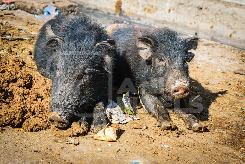 Black feral pigs in dirty muddy street in city