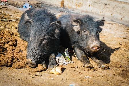 Black feral pigs in dirty muddy street in city