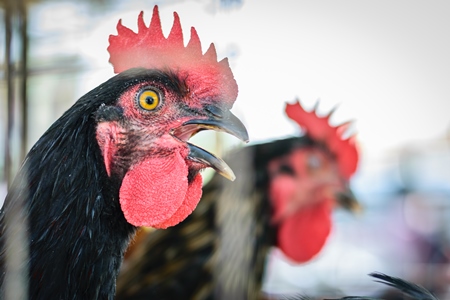 Chickens on sale in a cage at Juna Bazaar in Pune in India