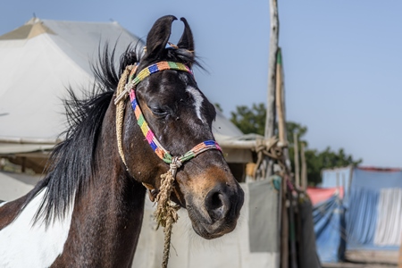 Indian horse looking sad at Nagaur Cattle Fair, Nagaur, Rajasthan, India, 2022