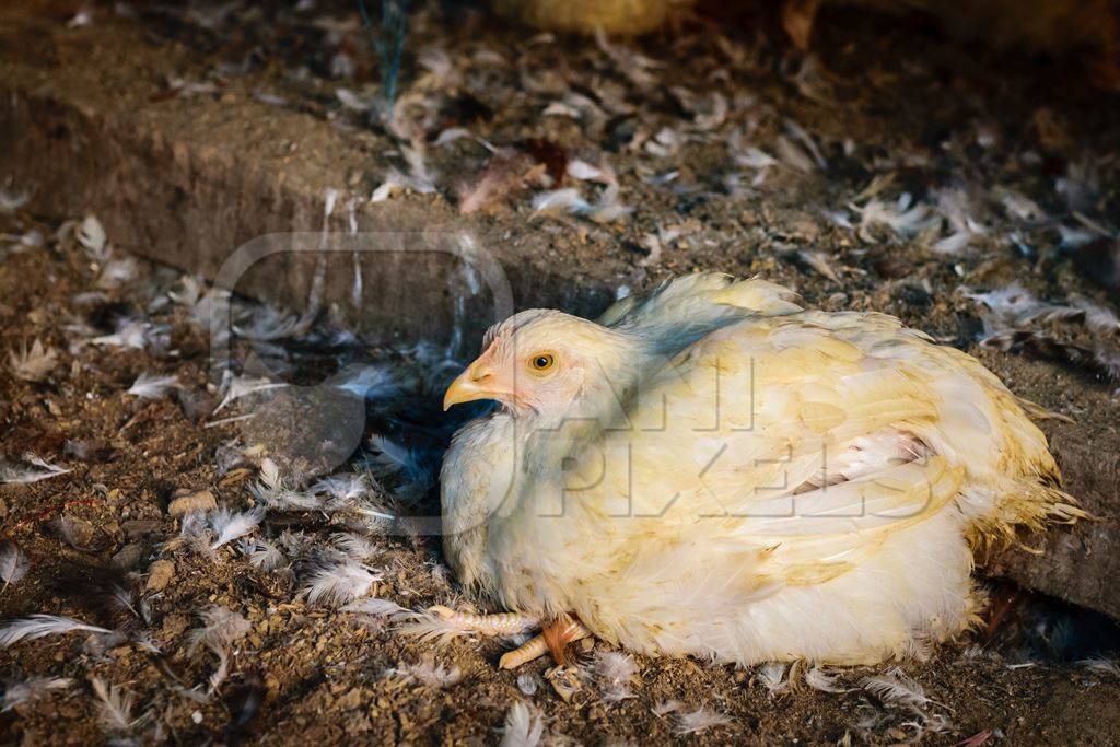 Small chicken lying on the ground with dirty feathers at a chicken market