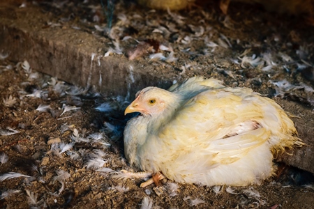 Small chicken lying on the ground with dirty feathers at a chicken market