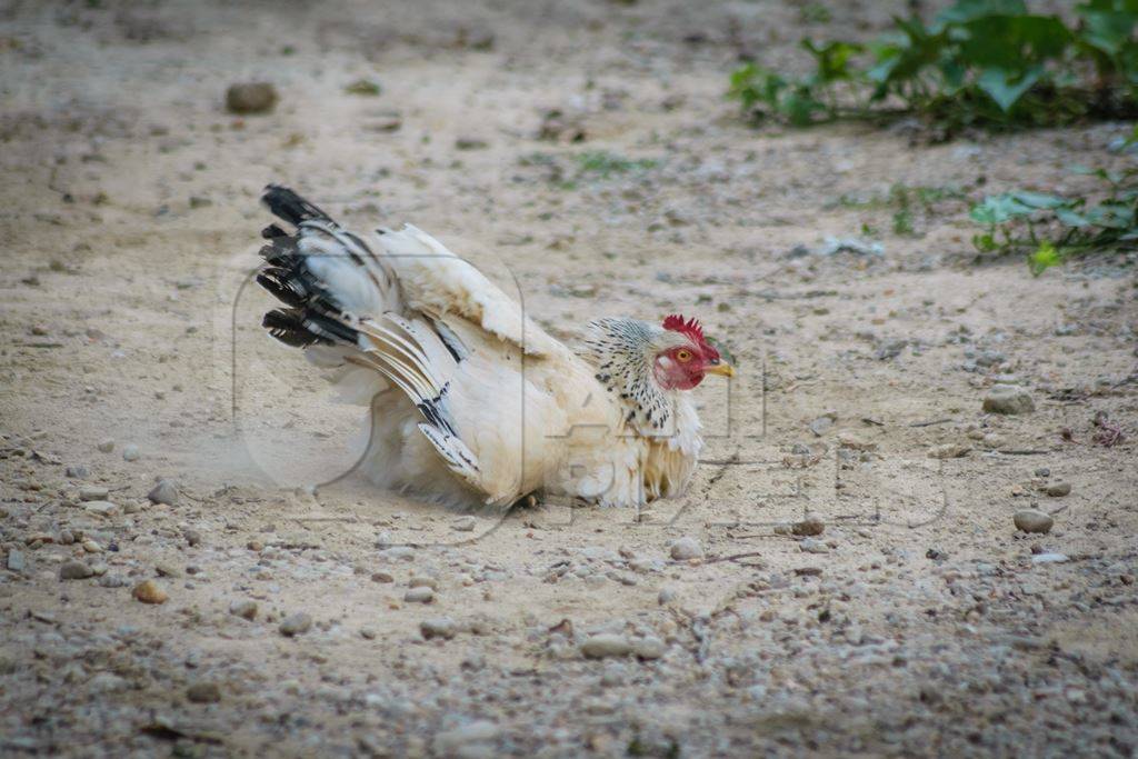 Chicken or hen having a dust bath on the ground