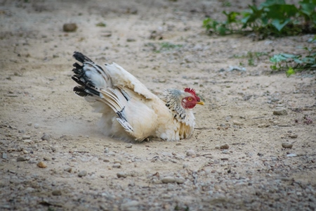 Chicken or hen having a dust bath on the ground