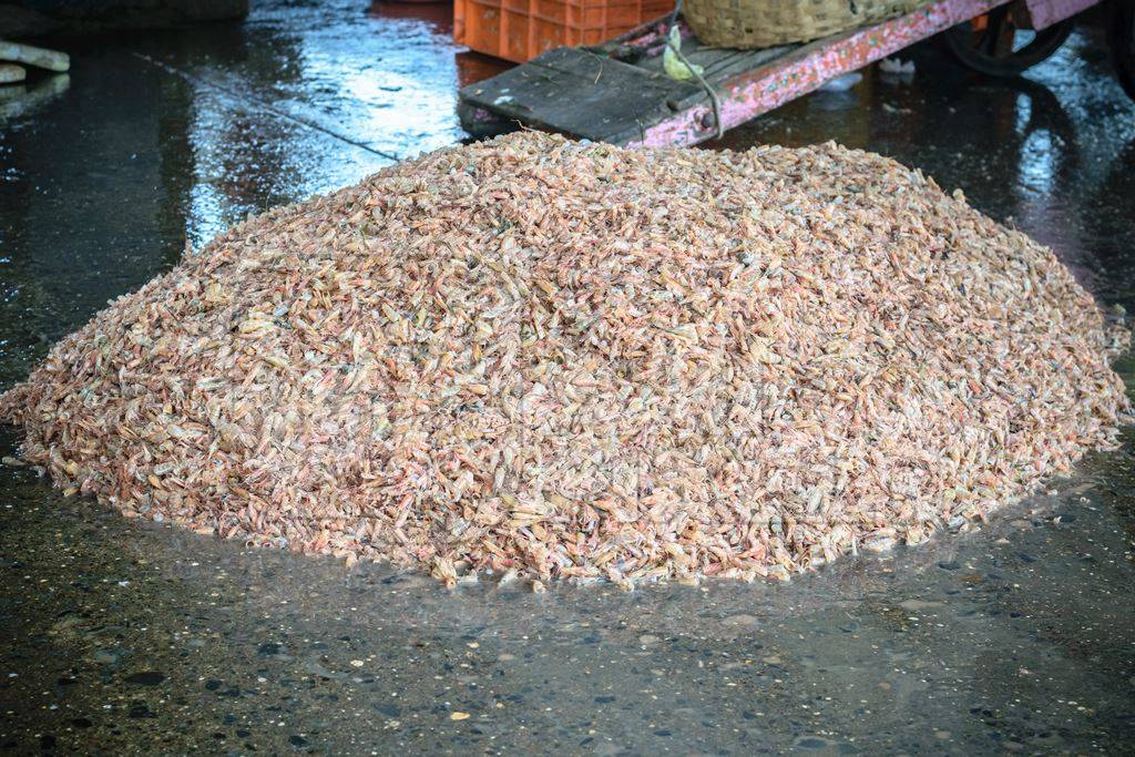 Large pile of shrimp on sale at a fish market at Sassoon Docks