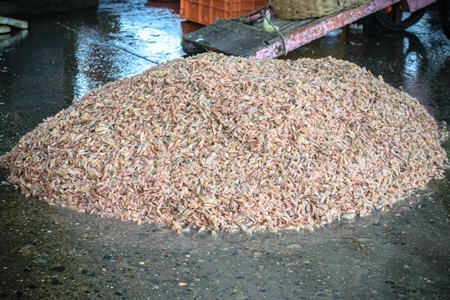 Large pile of shrimp on sale at a fish market at Sassoon Docks